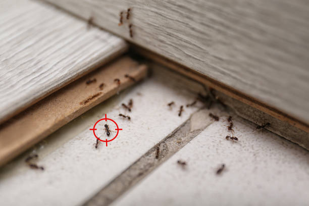 Best Pest Control Treatment  in St Ansgar, IA