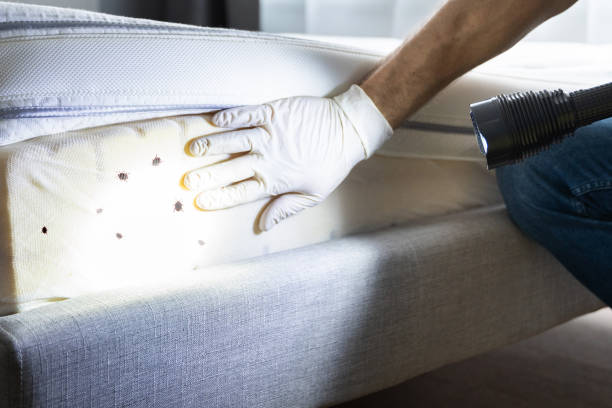 Best Local Pest Control Services  in St Ansgar, IA