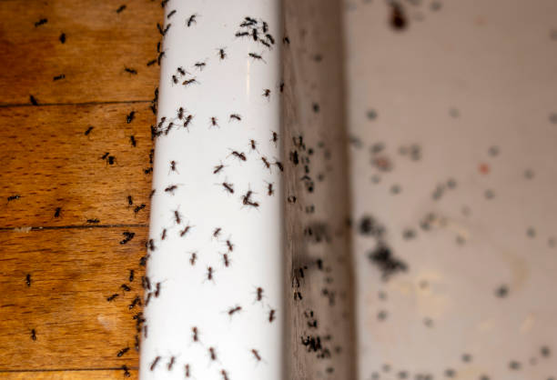 Best Emergency Pest Control  in St Ansgar, IA