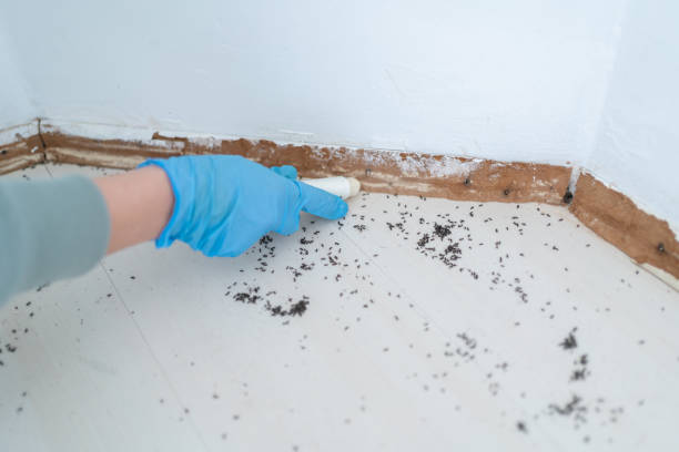 Best Cockroach Control Services  in St Ansgar, IA